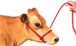 Cow/Horse Red Rope Halter